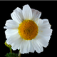 Image for article titled Bees And Flowers Speak In A Secret Code (And They Think Your Haircut Is Goofy)